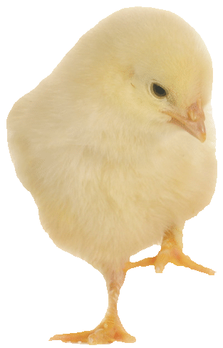 Chick-1-png-opt