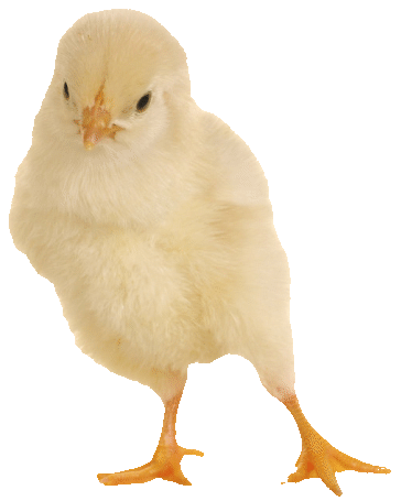 Chick-2-png-opt