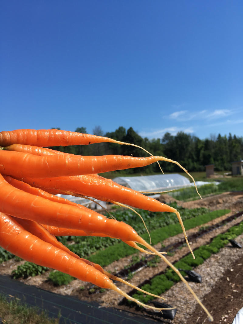 field carrots