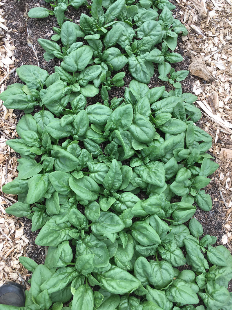 field spinach